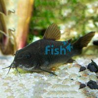 Black Corydoras 4cm