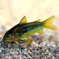 Corydoras Peru Neon Gold Stripe 3.5cm