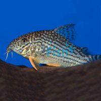 Corydoras Sterbai 4.5cm