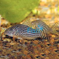 Corydoras Sterbai 4cm