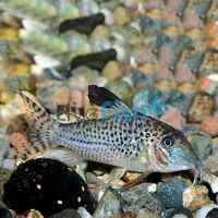 Corydoras Acutus - Black Top 3.5cm