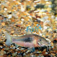 Bronze Corydoras 3.5cm