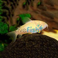 Albino Corydoras 4cm
