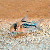 Axelrodi Corydoras 3.5cm