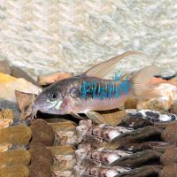 Hi-Fin Bronze Corydoras 3.5cm