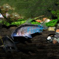 Arcuatus Corydoras - Wild Caught 3.5cm