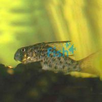 Armatus Corydoras - Wild Caught 3.5cm