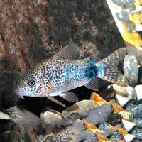 Caudimaculatus Corydoras - Wild Caught 3cm