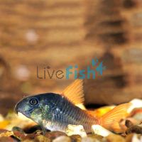Concolor Corydoras 3cm