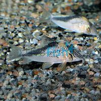 Corydoras Fowleri - Wild Caught 5cm