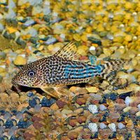 Haraldshultzi Corydoras 3.5cm