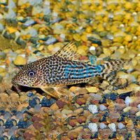 Haraldshultzi Corydoras - Wild Caught 4cm
