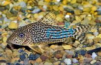 Haraldshultzi Corydoras - Wild Caught 4cm