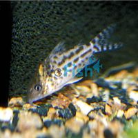 Corydoras Incolincana - Wild Caught 4.5cm