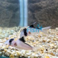 Corydoras Lineage 9 C121 4cm