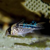 Corydoras Loxozonus - Wild Caught 4cm