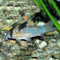 Melanistius Corydoras - Wild Caught 3cm