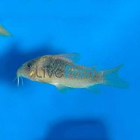 Corydoras Melanotaenia - Wild 4cm