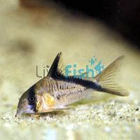 Melini Corydoras 3cm