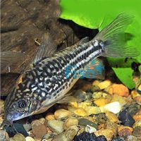 Napoensis Corydoras 3cm