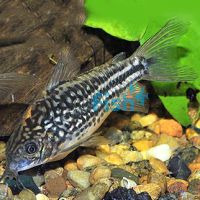 Napoensis Corydoras 3.5cm