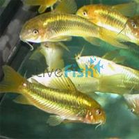 Corydoras Neon Green Stripe 3.5cm