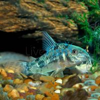 Peppered Corydoras 6cm