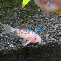 Corydoras Panda - Snow White 3cm 