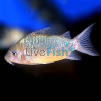 Latus Pantanal Corydoras 3.5cm - Wild 