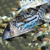 Corydoras Pulcher Labera 5cm