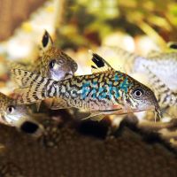 Corydoras Reticulatus 3.5cm