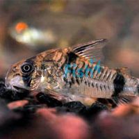 Corydoras Tukano Bumblebee - Wild Caught 3.5cm