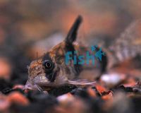 Corydoras Tukano Bumblebee Cory Wild