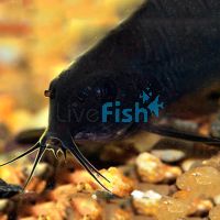 Black Venezuela Corydoras 5cm