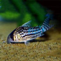 Corydoras Schwartzii 4cm