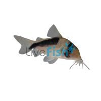 Corydoras Sp. CW106 - Wild Caught 4cm