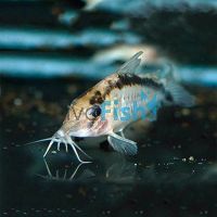 Bethanae Corydoras 4cm