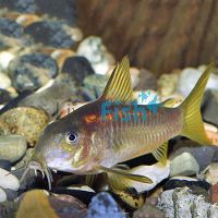 Corydoras Neon Red Stripe Corydoras Sp Cw014