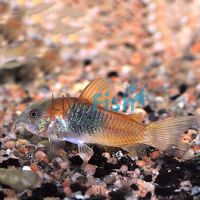Orange Venezuela Corydoras 3.5cm