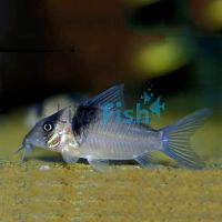 Corydoras Virginiae 4cm