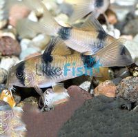 Corydoras Weitzmani Two Saddle 3.5cm