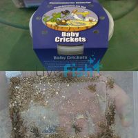 Crickets Baby 3-5mm 100 Per Tub