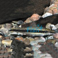 Siamese Flying Fox - Algae Eater 10cm