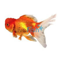 Crown Head Oranda 12cm
