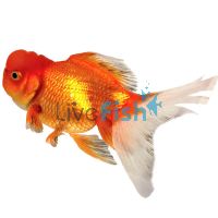 Crown Head Oranda 15cm