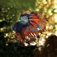 Crowntail Blue-Red Male 5cm