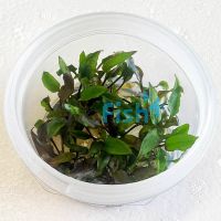 Cryptocoryne Beckettii - Tissue Culture