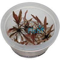 Cryptocoryne Wendtii Flamingo - Tissue Culture