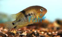 Cryptoheros Sajica T Bar Cichlid 5cm