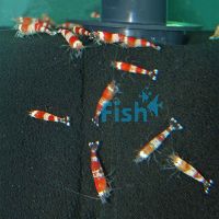 Red Crystal Shrimp 2cm